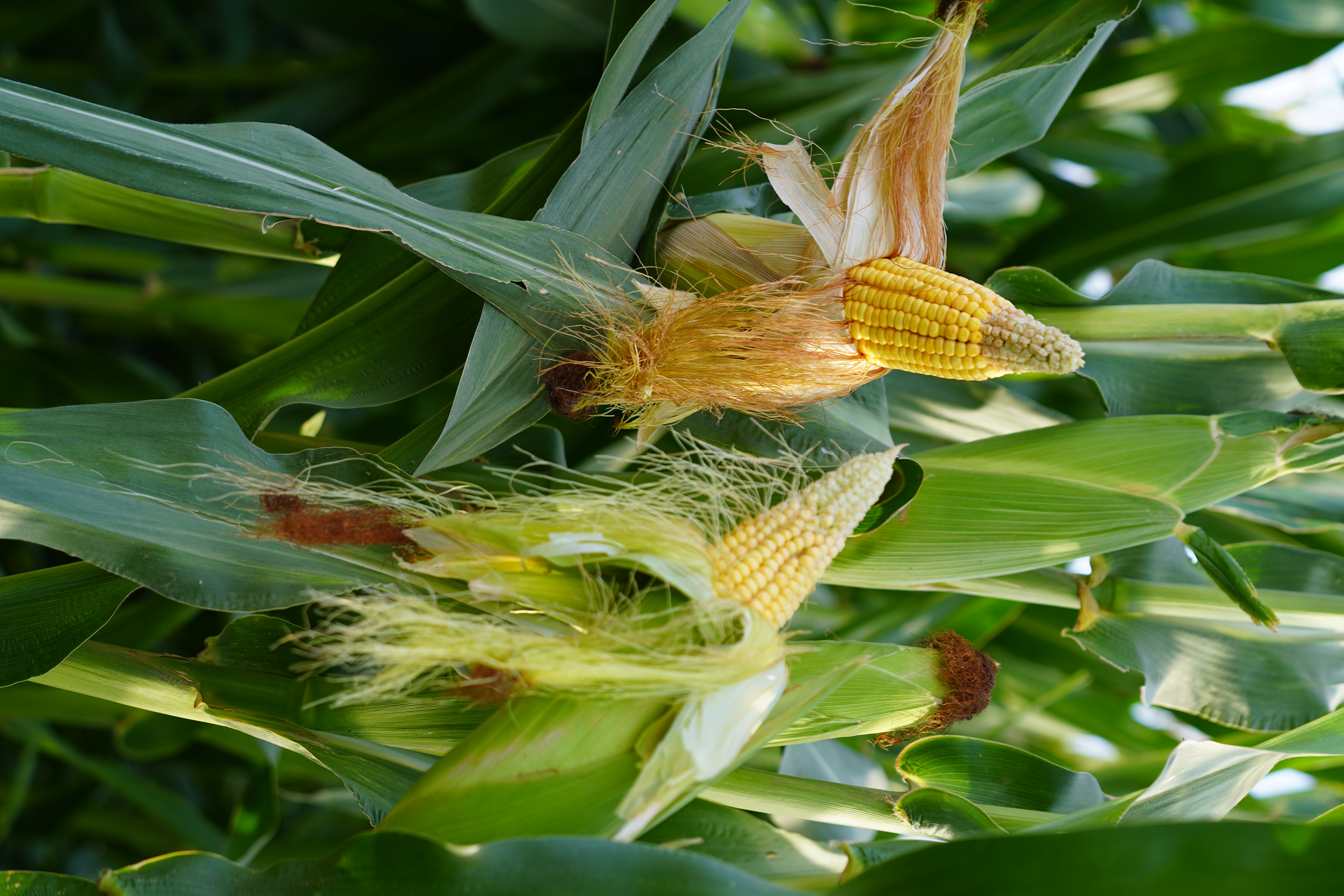 Gallery ${index + 1}